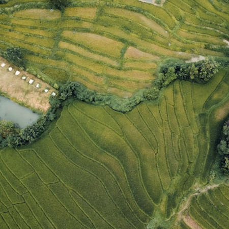 An aerial view of vivid green rice fields.