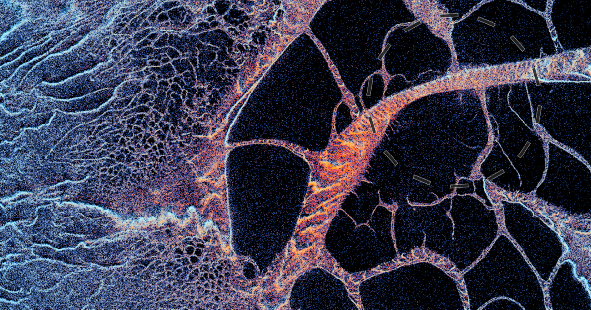 Interactive Physarum (web version)